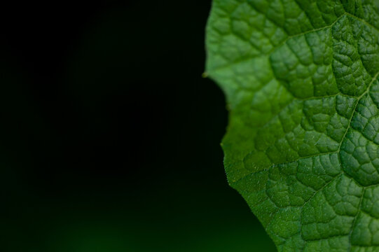 Natural foliage texture background with leaf macro and detailed veins