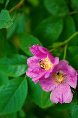 Elegant garden summer bloom with pink rose blossom