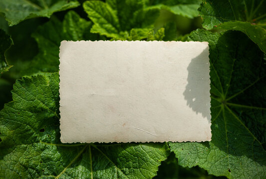 Vintage empty paper lies on green leaves of a plant, creating a rustic and natural background. The weathered sheet blends with botanical foliage