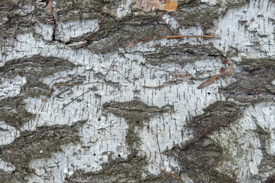 Piece of bark of old fallen birch lying on ground