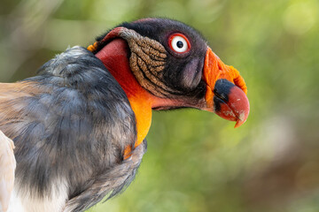 king vulture.