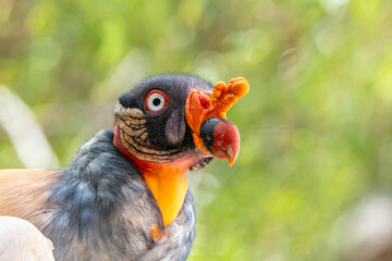 king vulture.