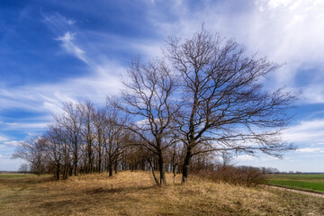 Kwietniowe łąki nad Narwią, Podlasie, Polska © podlaski49