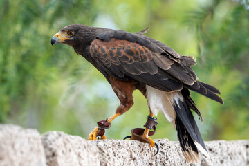 Fototapeta premium Harris's hawk.