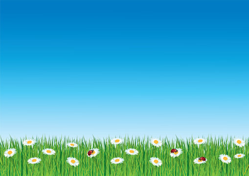 A4 flyer for spring with daisies and ladybugs. Horizontal hand-drawn vector illustration.