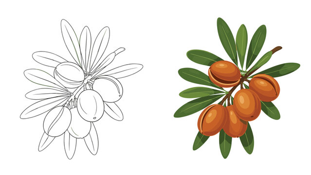 Illustration of argan nuts on a branch with leaves is presented in two versions one as a black outline and one in full realistic colors.