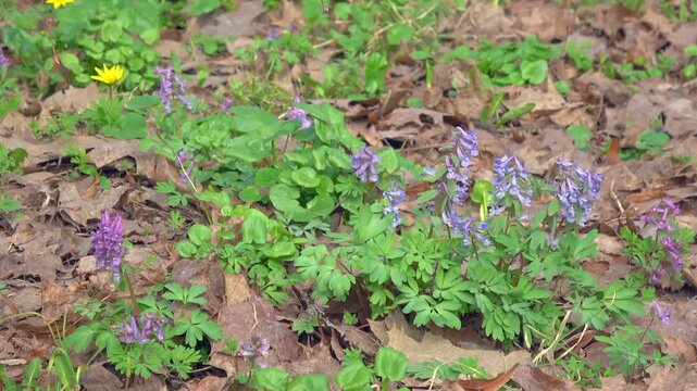 Purple Fumewort Wildflowers (Corydalis cava) Blooming in Spring Forest