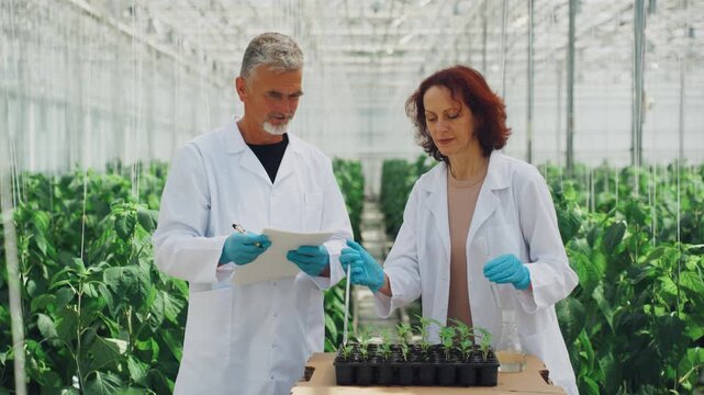 Agricultural scientists analyze sample notes and genotype features carefully. Caucasian male and female scientists collaboratively review seedling data and genotype assessments in laboratory