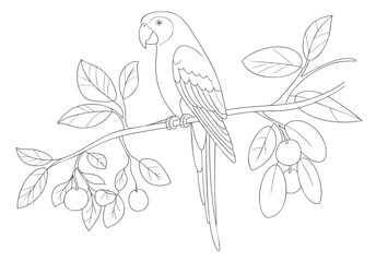 Hand drawn parrot outline on leafy branch for kids coloring page clean line art isolated. © Artverza
