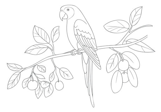 Hand drawn parrot outline on leafy branch for kids coloring page clean line art isolated.