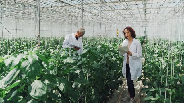 Greenhouse plant survey. Scientists analyze pepper plants in greenhouse during daylight hours. Female scientist and colleague diligently assess and document pepper plant conditions indoors