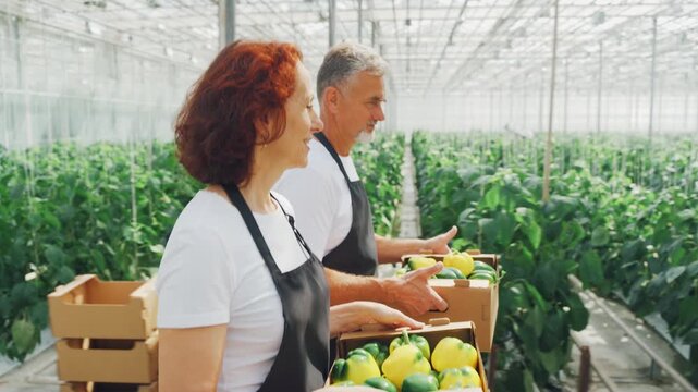 Pepper harvest. Adult Caucasian farmers carry ripening sweet peppers in crates. Smiling farm workers carry and arrange the vegetables to ensure their readiness for sale and quality.