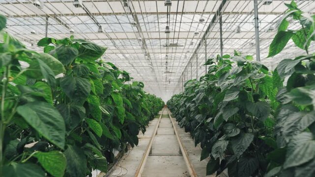 Greenhouse, vegetable growing area, row of bell pepper plants. Detailed view of a controlled environment in agriculture. Growing bell peppers in a controlled environment using hydroponics.