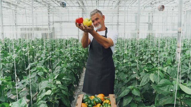 Bright greenhouse with colorful peppers. Smiling farmer presenting vibrant bell peppers. Brightly lit greenhouse scene showing farmer carefully handling harvest fruits with pride and care