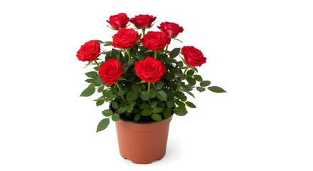 Obraz premium Beautiful vibrant red roses blooming in a brown terracotta pot isolated on a white background
