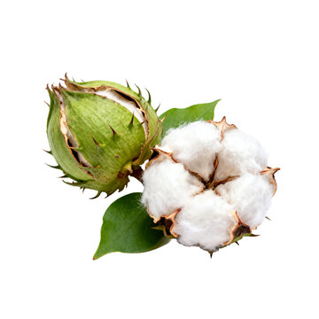 [Transparent Background PNG]Cotton Boll with Open and Closed Capsules