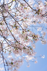 Naklejka premium 桜
