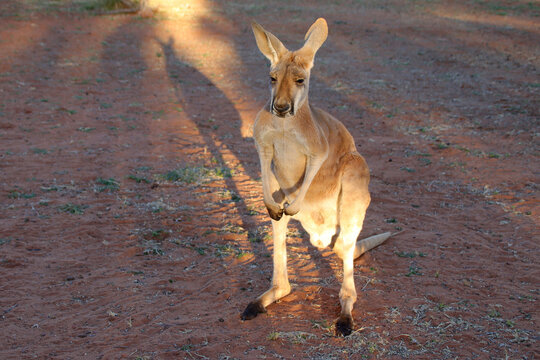 kangaroo in the desert around alice springs in australia 