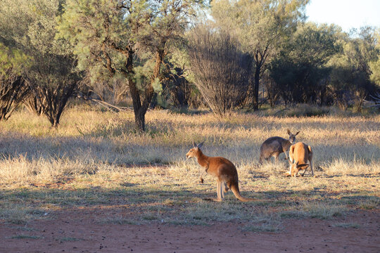 kangaroo in the desert around alice springs in australia 