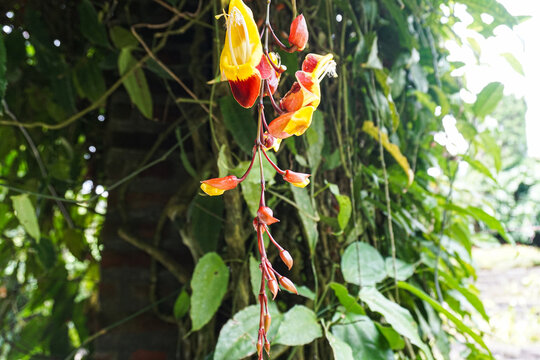 Thunbergia mysorensis, known as Mysore clock vine, hanging gracefully in a garden. Its striking red and yellow flowers create a tropical ambiance, captured in natural light with rich green foliage.
