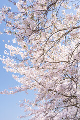 Obraz premium 桜