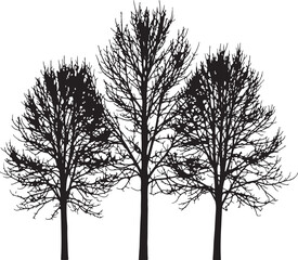 Obraz premium Silhouette of three leafless trees with intricate branches set against a white background also transparent background