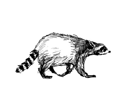 Hand Drawn Black and White Sketch Running Raccoon Illustration
