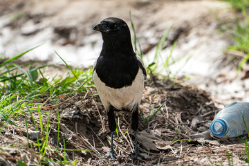 A black and white Eurasian magpie (Pica pica) standing on the ground in a natural environment with...