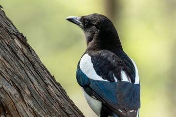 A close-up, detailed shot of a Eurasian magpie (Pica pica) perched on a tree branch, looking away...