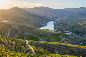 Pine trees in the foreground frame the Douro River and sunlit terraced slopes at sunrise in Portugal's Douro Valley. © Dmitry Rukhlenko