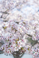Fototapeta premium 桜