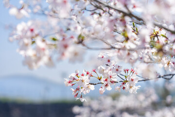 Fototapeta premium 桜