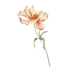 Watercolor card of pale coral meadow flower with green leaves and stem. Hand-drawn wildflower isolated on white background. Holiday floral Illustration for design, print, fabric, background. © yuliya_derbisheva