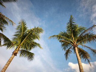coconut palm tree with green leaves under clear blue sky in bright daylight shot with low angle view © Vincent