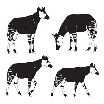 Black Okapi Silhouette Vector, High Quality Illustration on White Background