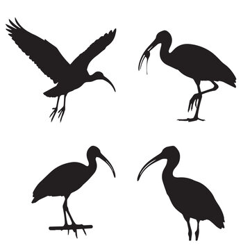 Black Scarlet ibis Silhouette Vector, High Quality Illustration on White Background