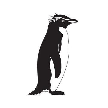 Black Rockhopper penguin Silhouette Vector, High Quality Illustration on White Background