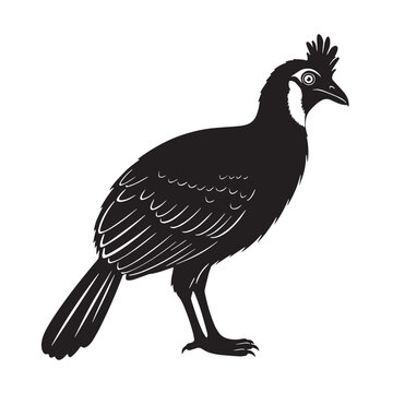 Black Turaco Silhouette Vector, High Quality Illustration on White Background