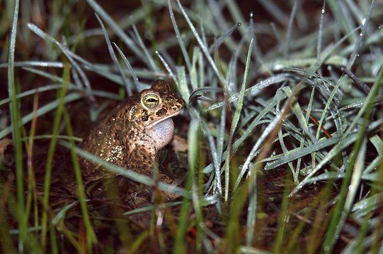Natterjack toad (Epidalea calamita)