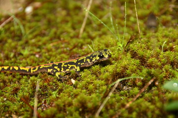 Obraz premium Marbled Newt (Triturus marmoratus) crawling on green moss, colorful amphibian in terrestrial phase
