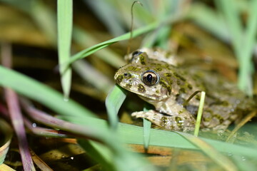 Common Parsley Frog (Pelodytes punctatus) hiding in green grass, macro of a spotted amphibian © Pierre