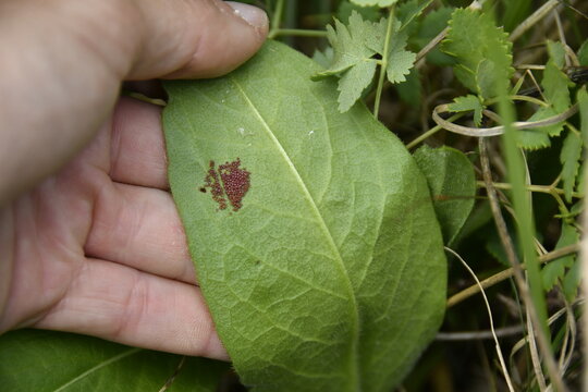 Marsh Fritillary (Euphydryas aurinia) eggs laid under a Devil's-bit Scabious leaf, rare protected butterfly life cycle