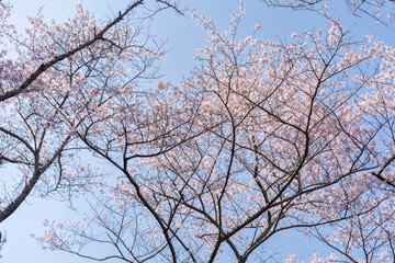 Obraz premium 桜