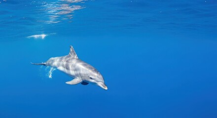 Fototapeta premium Graceful dolphin propels through clear blue ocean waters showcasing aquatic majesty