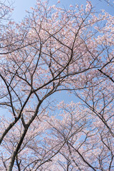 Obraz premium 桜