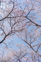 Obraz premium 桜