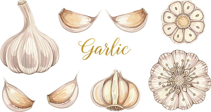 Garlic botanical vector set with bulb, cloves and flower. Hand drawn vintage style illustration with lettering. Organic food elements for cooking and packaging design.