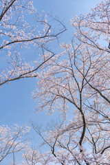 Fototapeta premium 桜