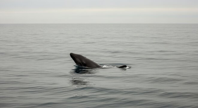 Beaked whale partially breaching the ocean surface, showcasing its majestic marine form and aquatic grace.