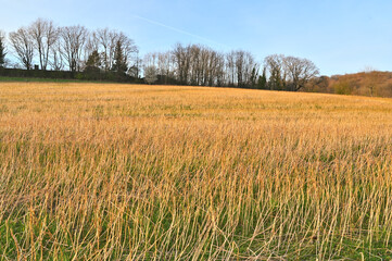 Golden field of dry grass under a clear blue sky with distant trees and a contrail